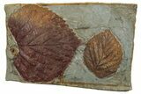 Plate with Two Fossil Leaves (Davidia) - Montana #263034-1